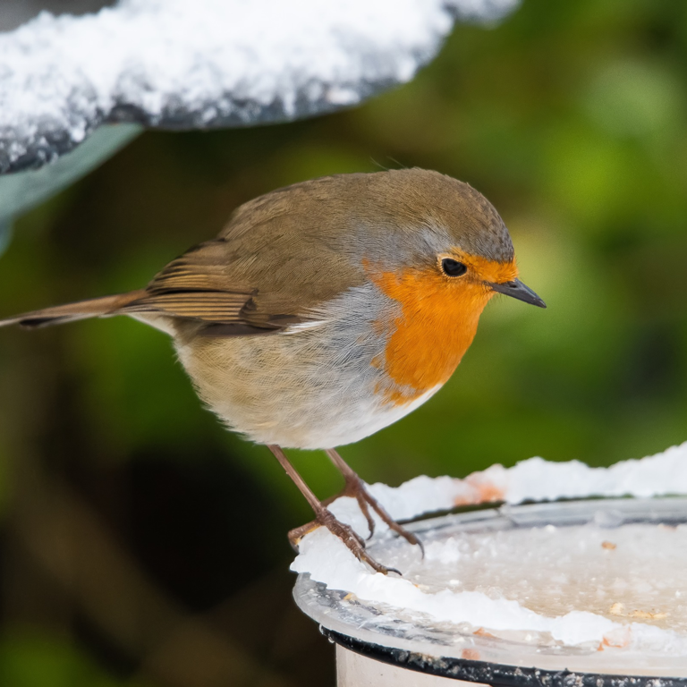 Wildlife experts say this clever gadget will stop your bird bath from ...