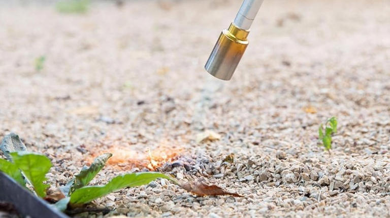 No more hand pulling: Weeds will be a thing of the past with the help ...