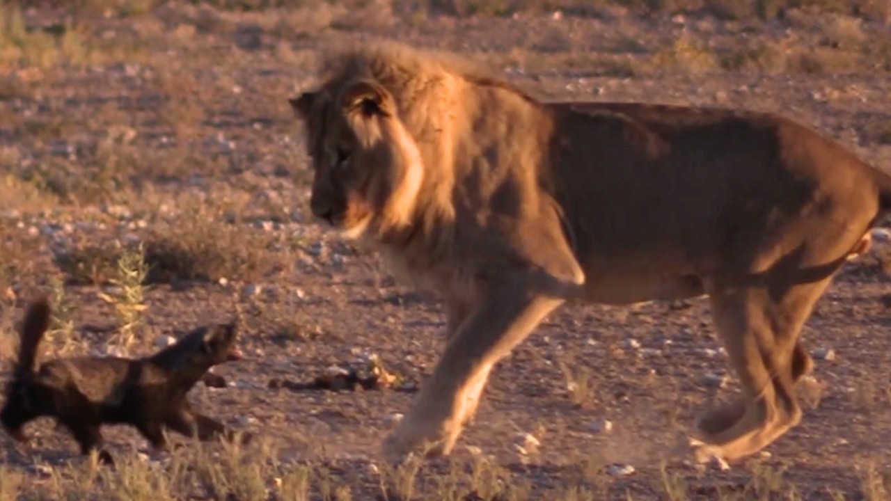 Honey badger outsmarts a lion 🦡👑