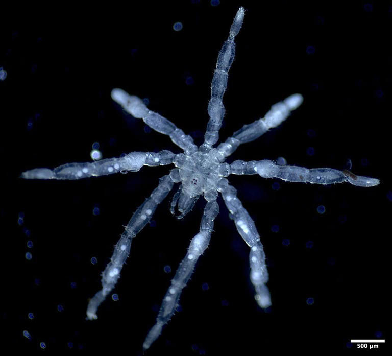 Scientists discovered two bizarre new sea spiders, and one has red eyes ...