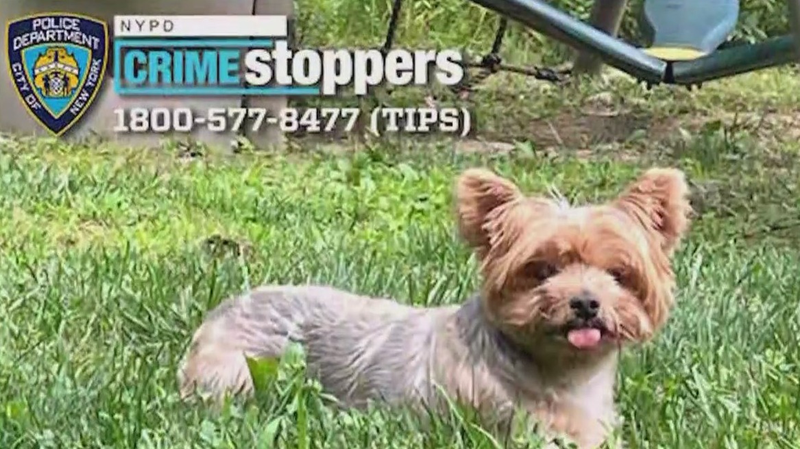 Yorkshire terrier taken from family’s front yard in Queens: NYPD