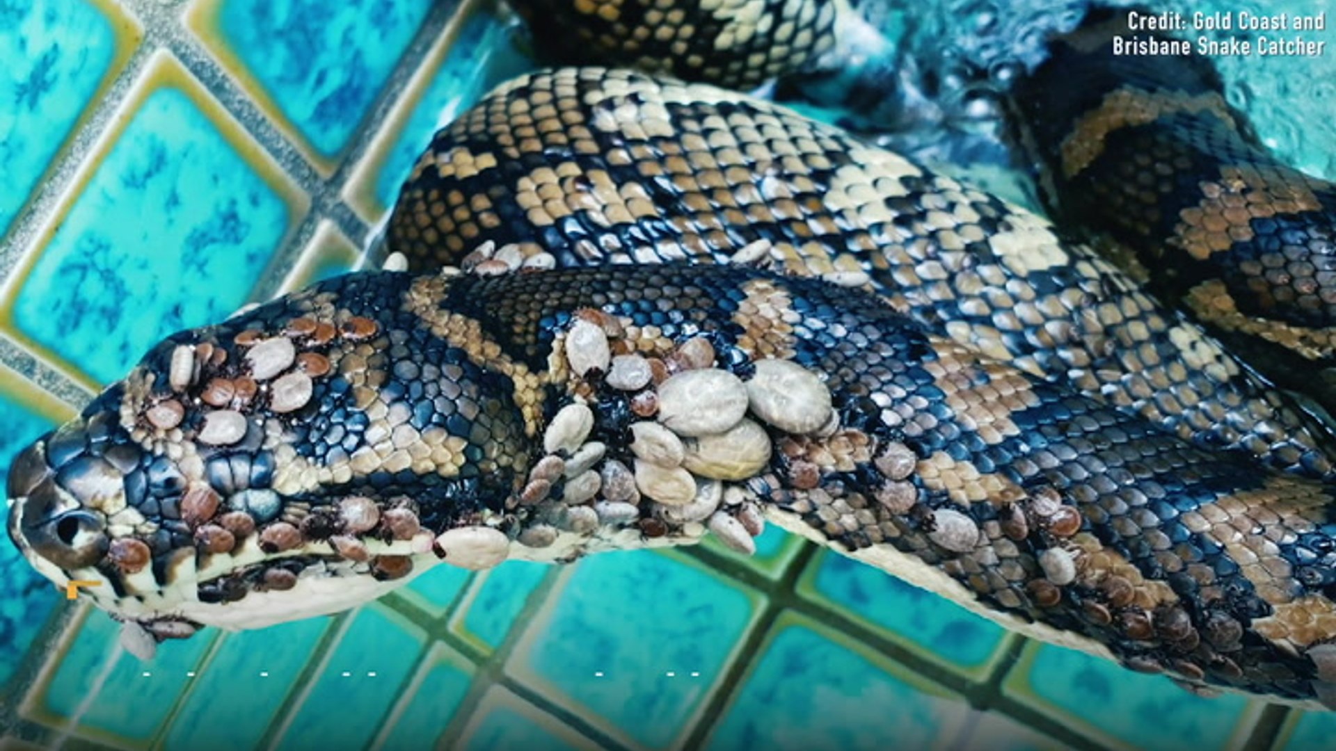 Rescued python covered in hundreds of ticks
