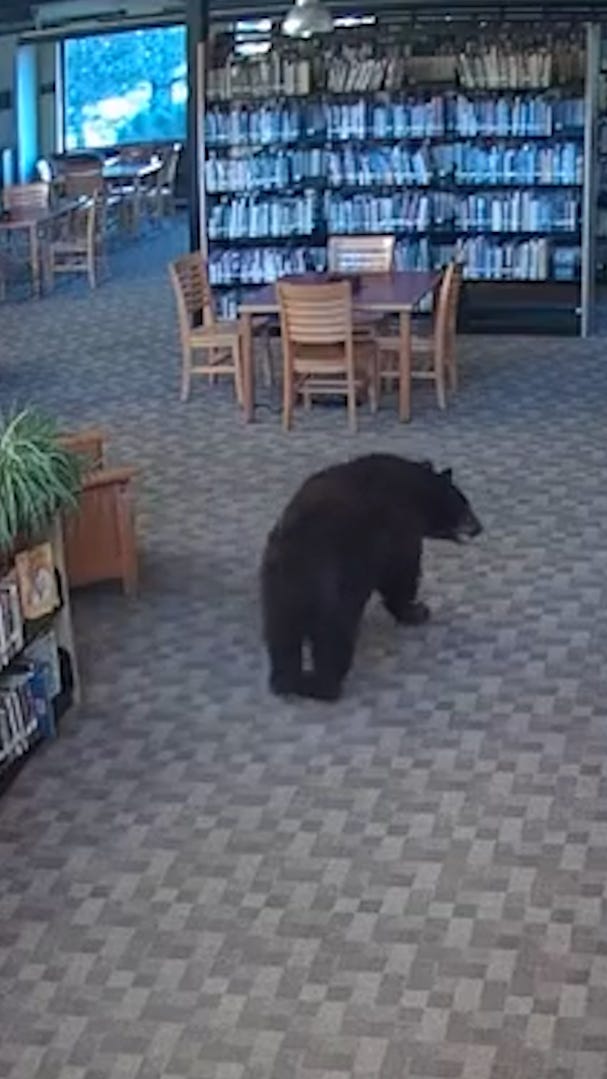 Bear caught wandering through California library