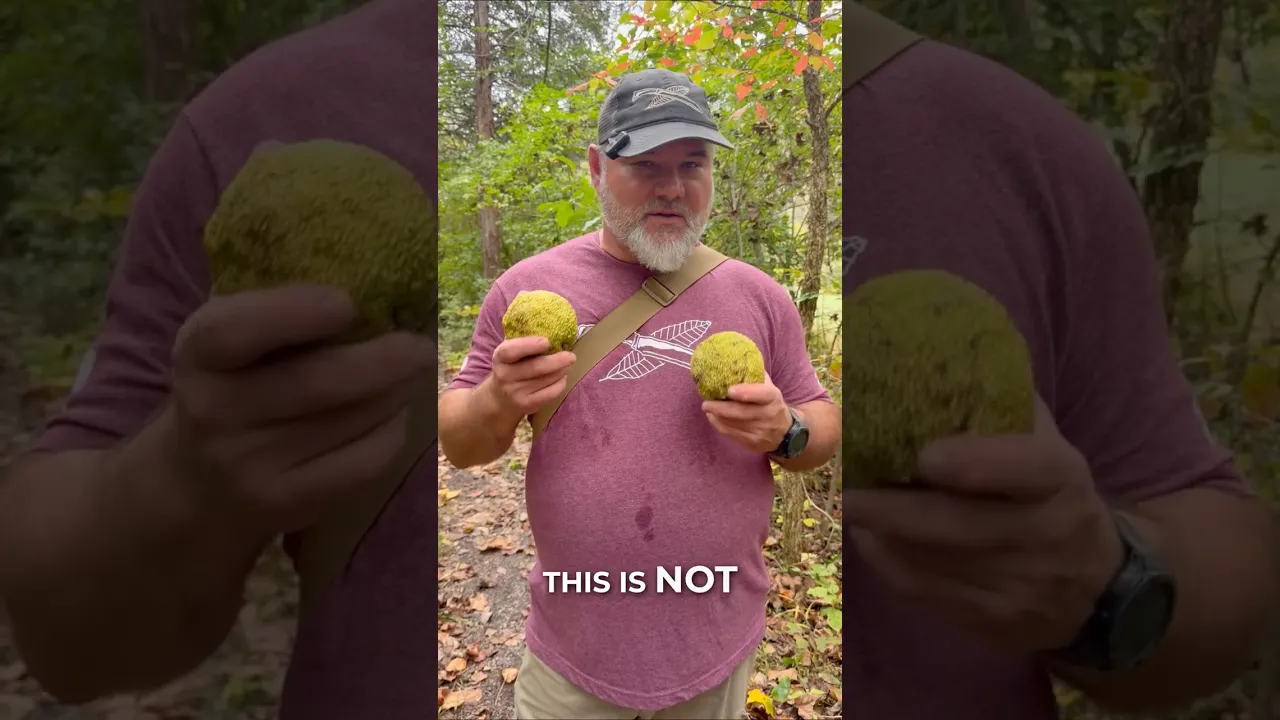 Osage orange: The living fence farmers grew before barbed wire
