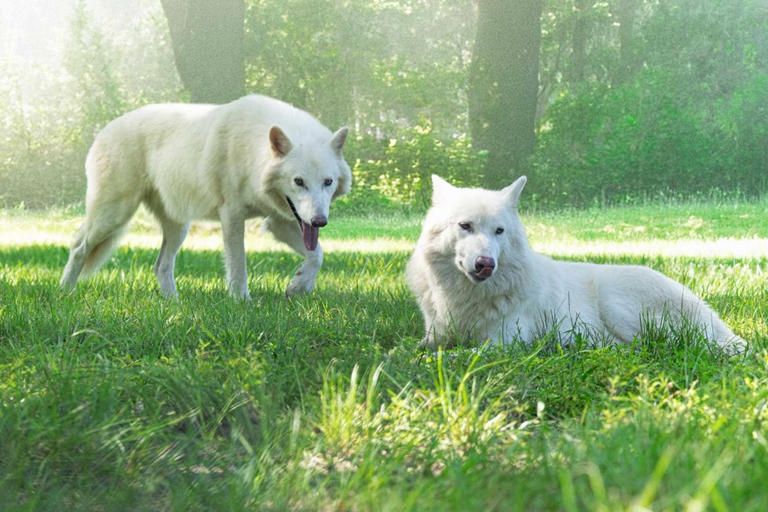 Gene-edited dire wolves brought back from extinction get their year 2 ...