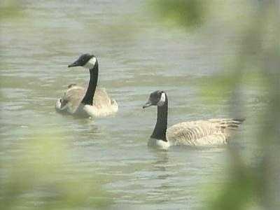Missouri hunters warned to avoid sick or dead birds as bird flu cases ...