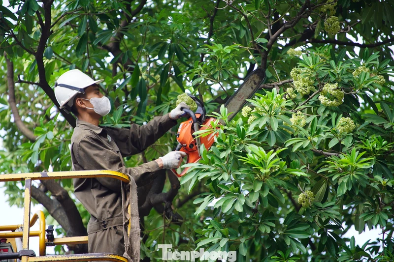 Hà Nội lấy ý kiến người dân về chặt, chuyển cây hoa sữa