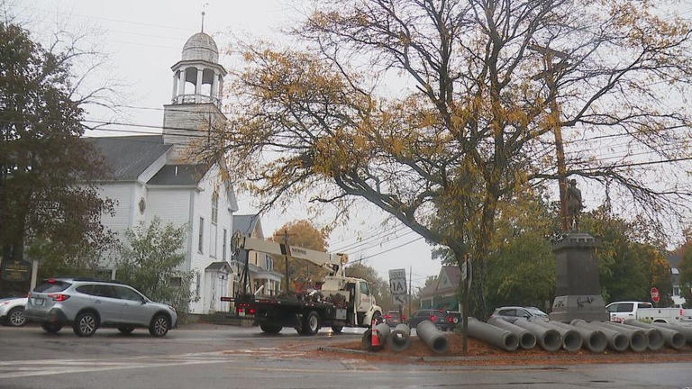 Honey locust tree slated for removal as part of construction project in ...