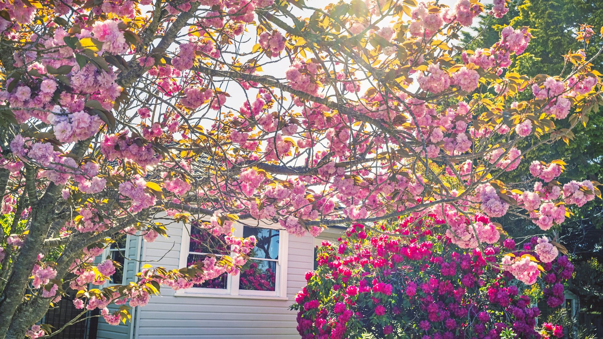 7 shrubs and trees you should never prune in October or you could ...