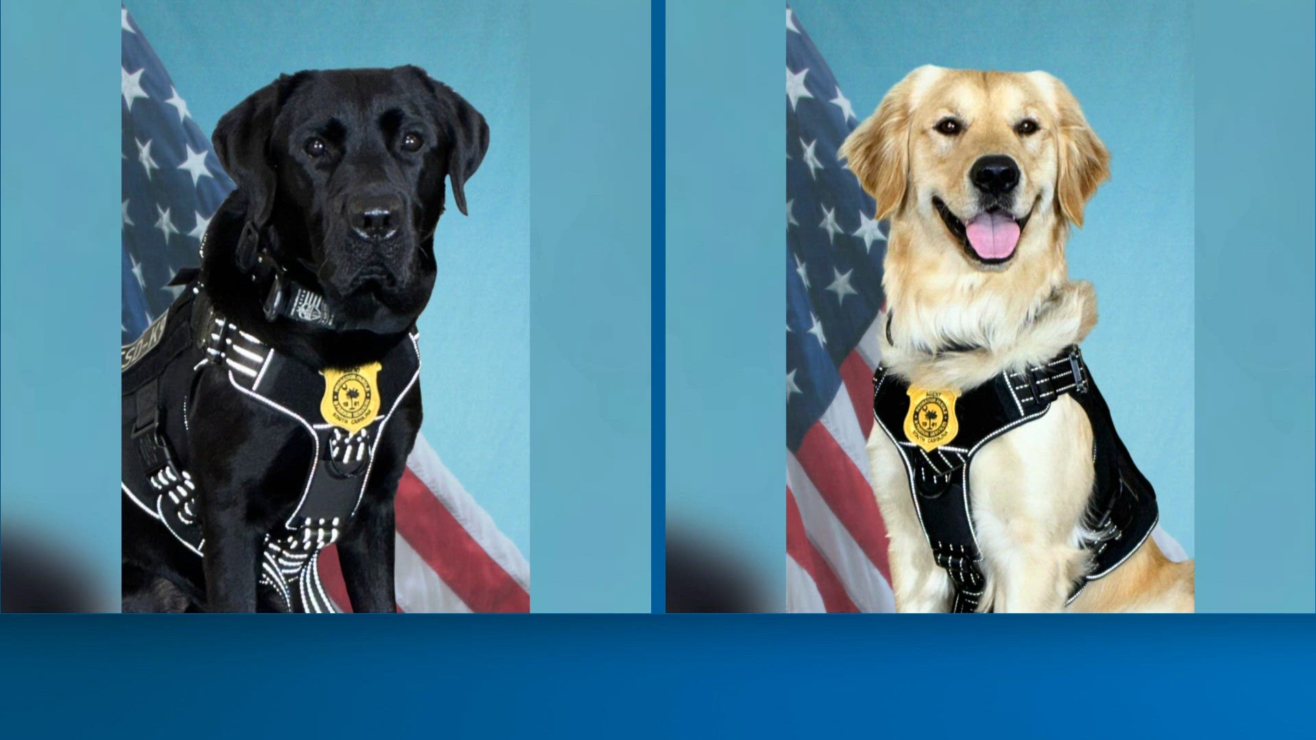 New specially trained K9s will support child protection across state