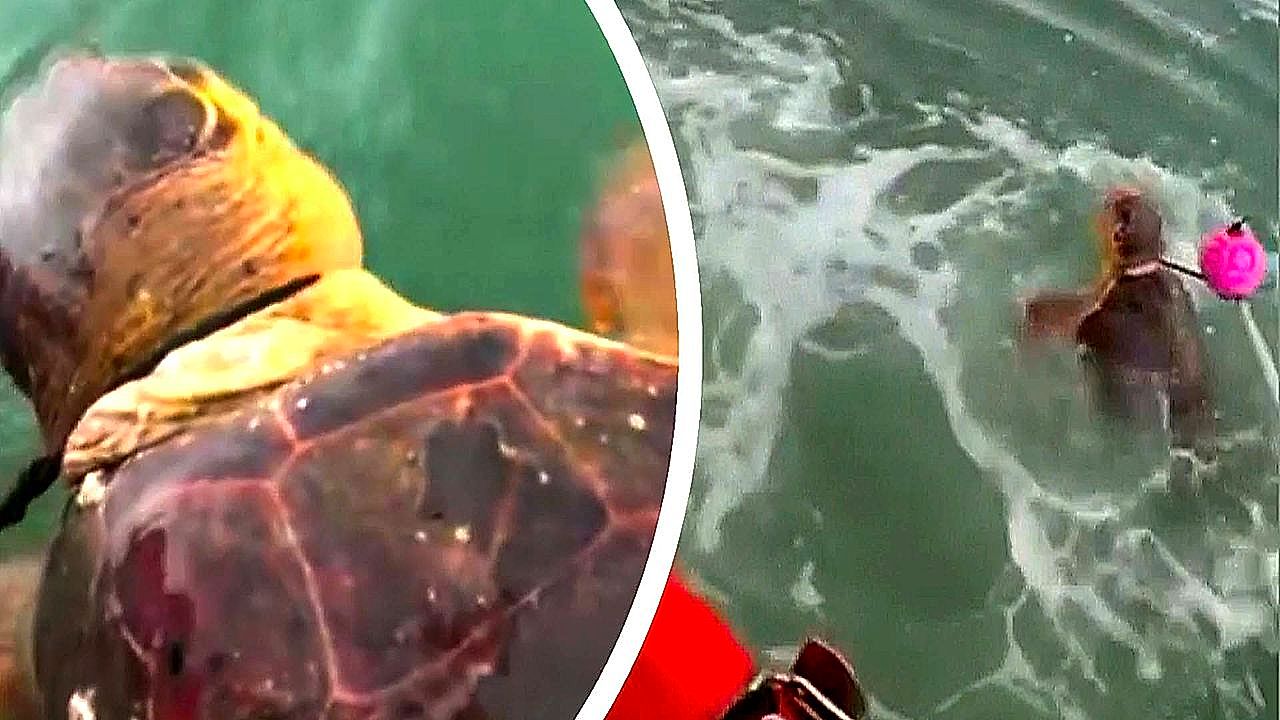 Coast Guard frees loggerhead sea turtle caught in crab trap line off ...