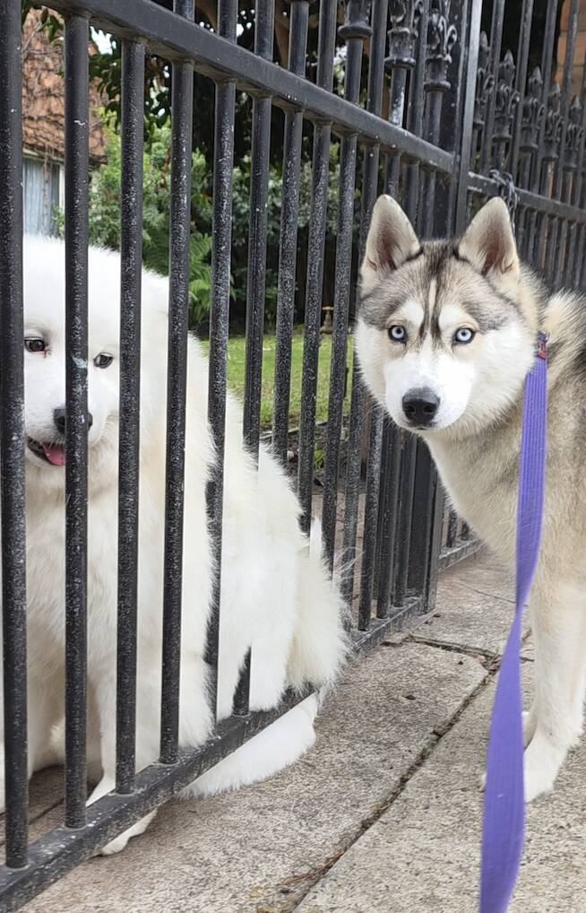 Husky reaches through fence to hold paws with her neighbor every morning