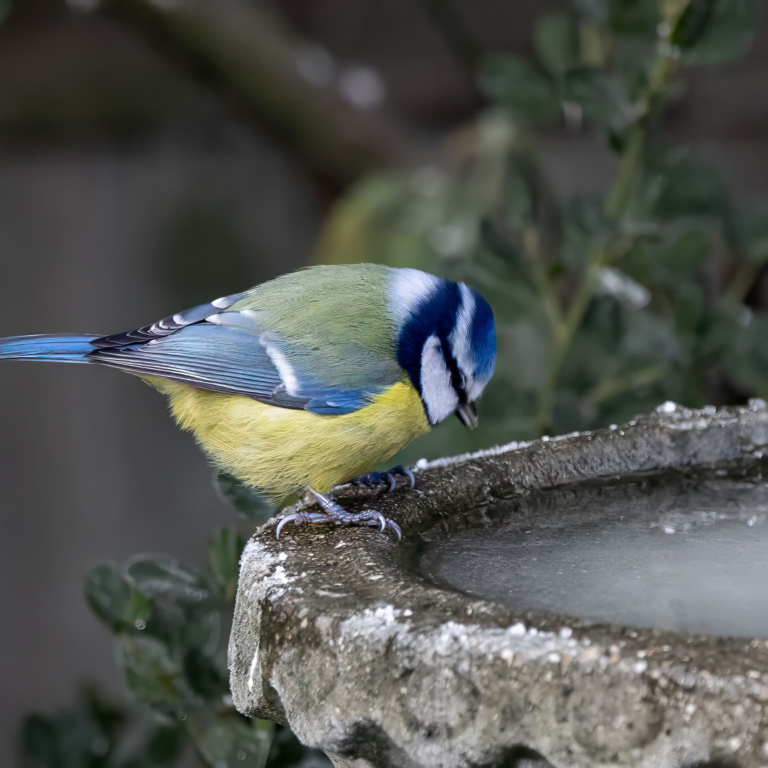 Wildlife experts say this clever gadget will stop your bird bath from ...