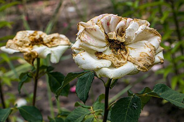 Don't let diseases take root in your garden this autumn - here are my ...