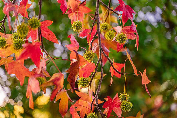 Don't let diseases take root in your garden this autumn - here are my ...