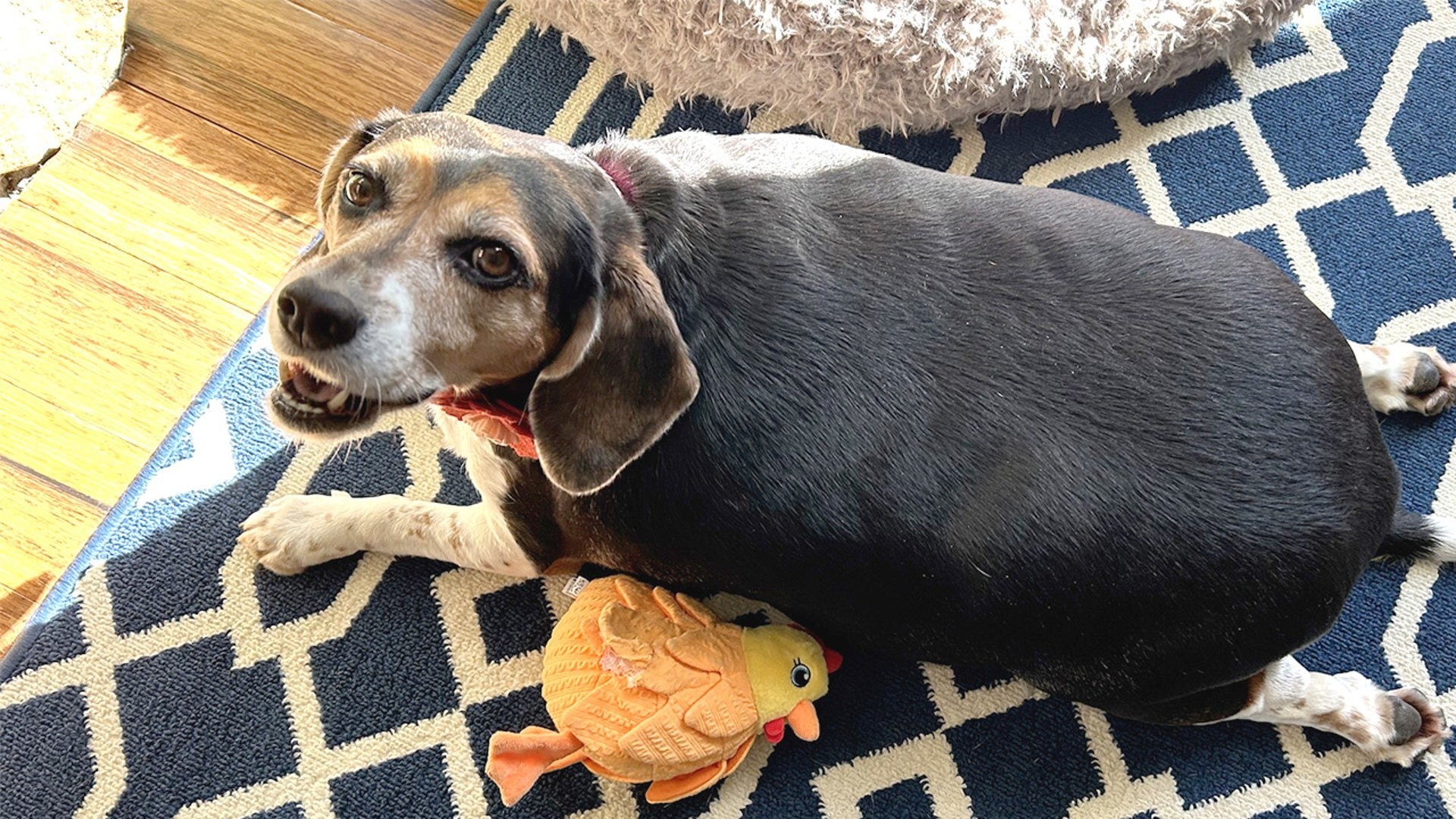 Foster dad thought this 72-pound beagle was AI