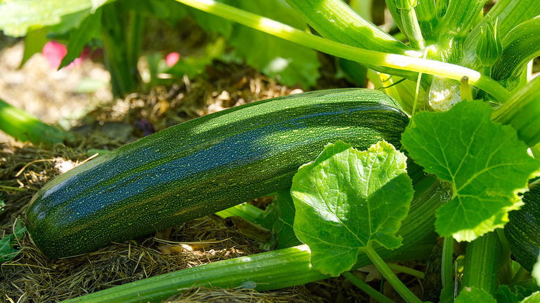 What is marrow squash, and what does it taste like?