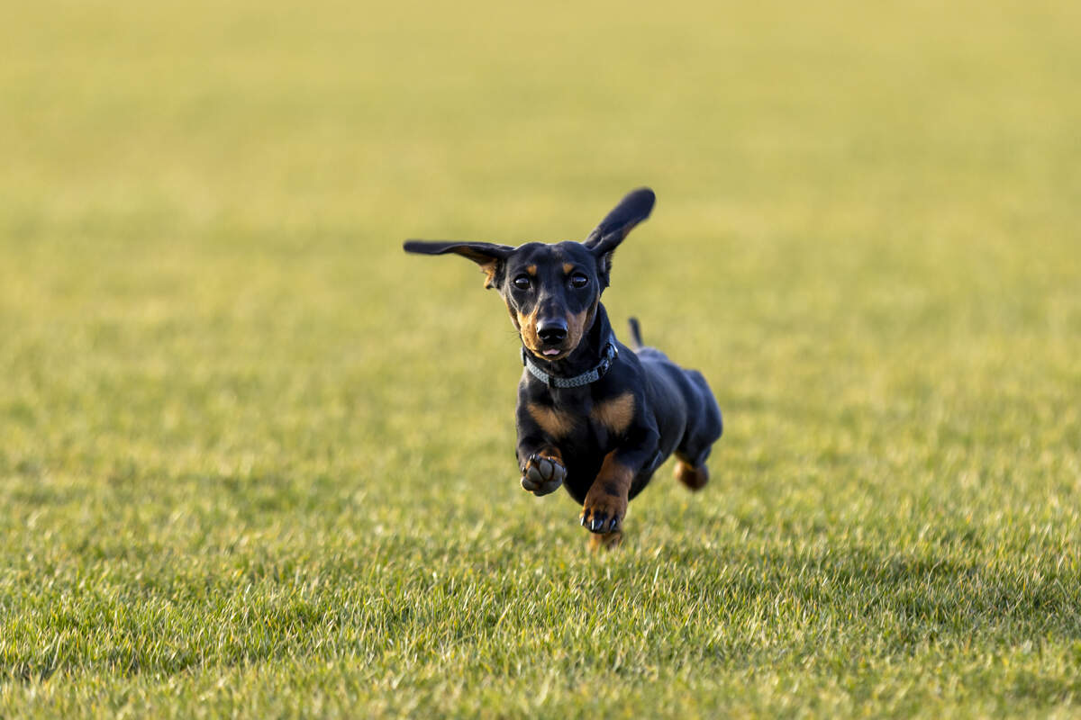 The dog breeds with the longest lifespans and how to help your dog live ...
