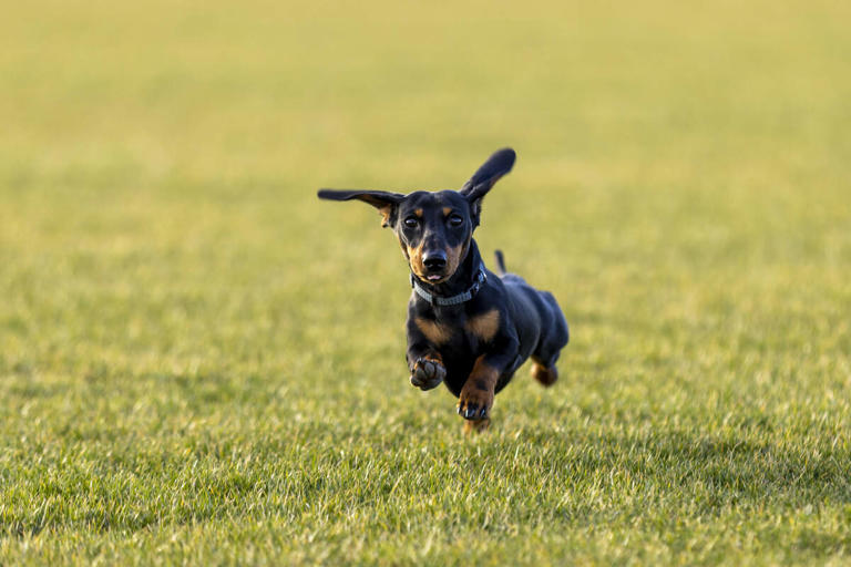 The dog breeds with the longest lifespans and how to help your dog live ...