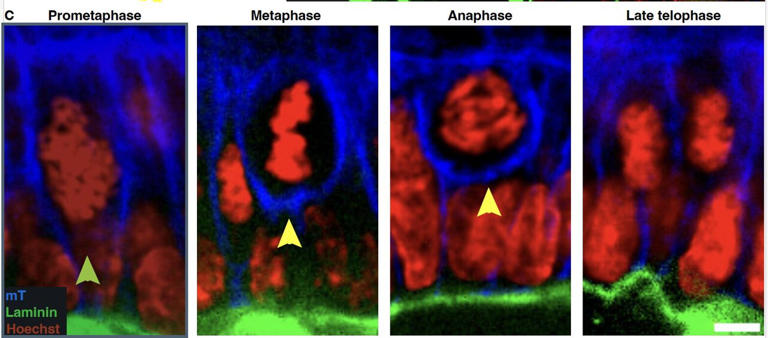 Scientists discover cell division does more than make new cells: It ...
