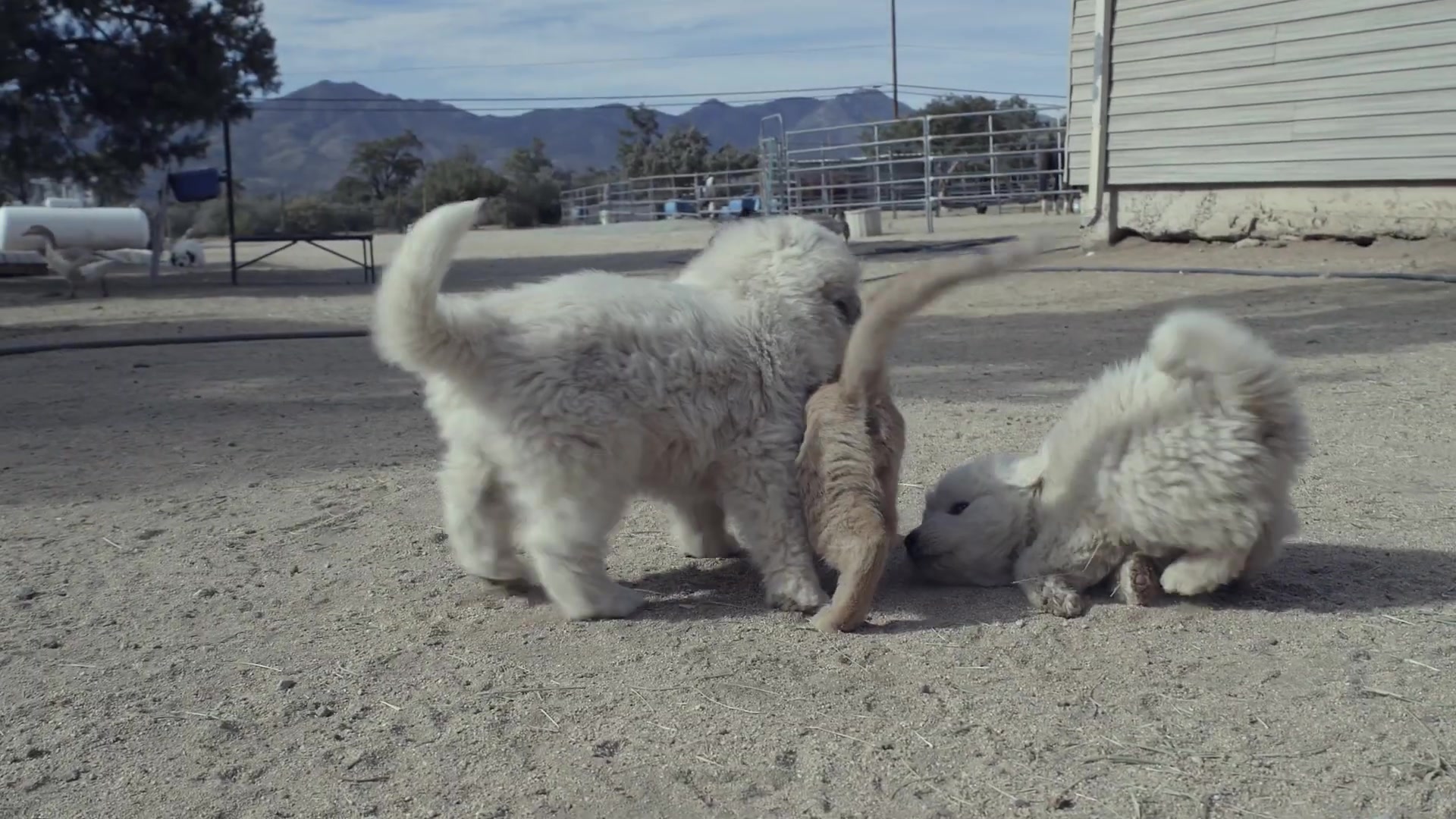 Five surprising facts about the Great Pyrenees