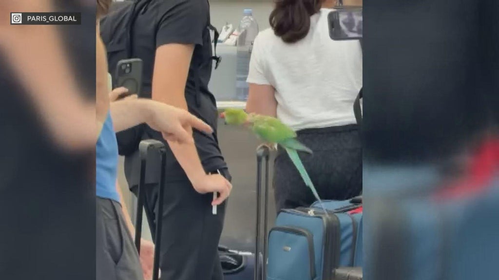 Bird attacks passengers at Chicago O'Hare Airport in Terminal 5: It ...