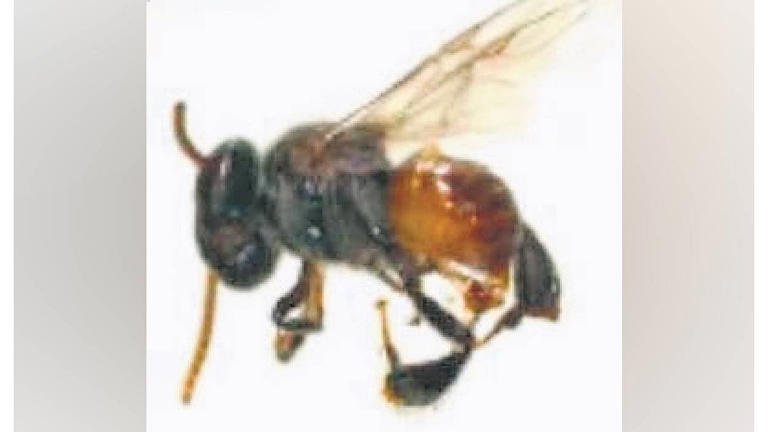 Study identifies two stingless bee species in five AP districts ...