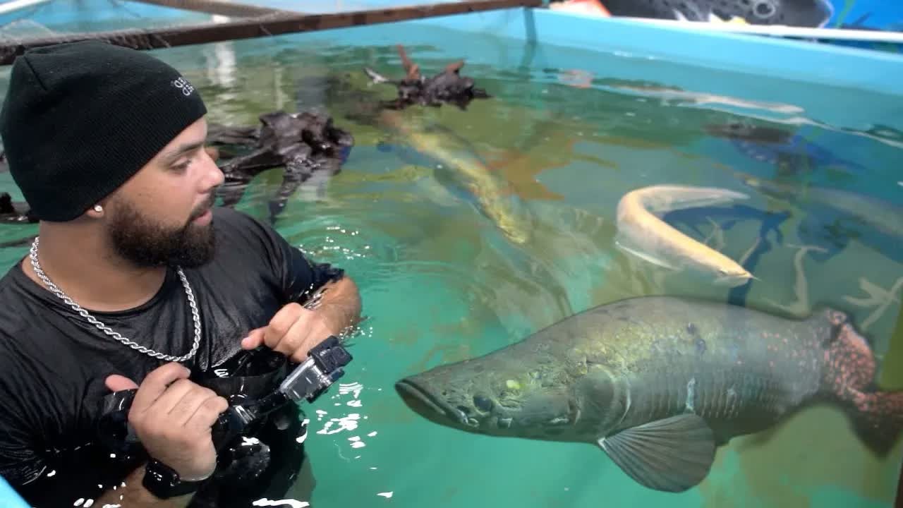 Large Predatory Fish Eat in a Pool Pond Aquarium