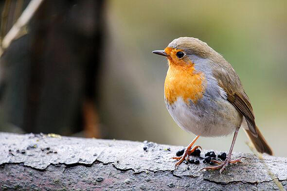 Robins will be attracted to gardens this October if you leave out £1 ...