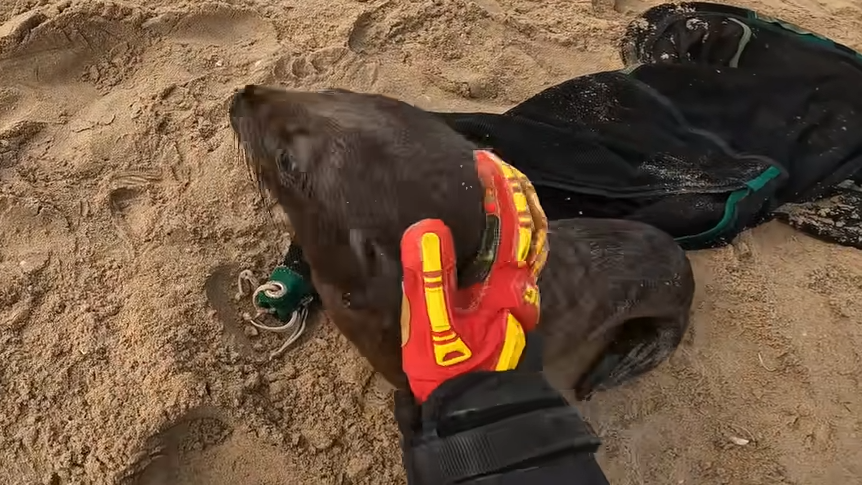 Watch this baby seal melt into his rescuer’s gentle hands after they ...