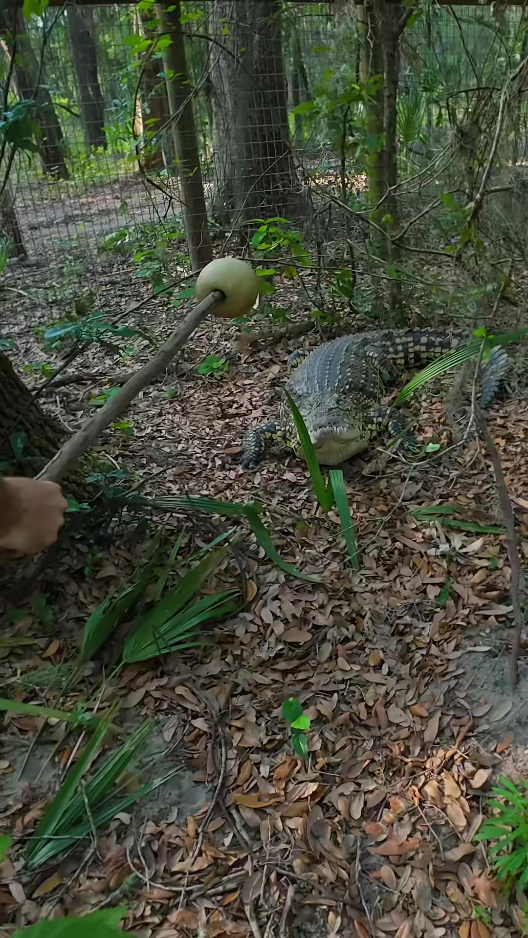 The beautiful predators that drag their prey into the depths