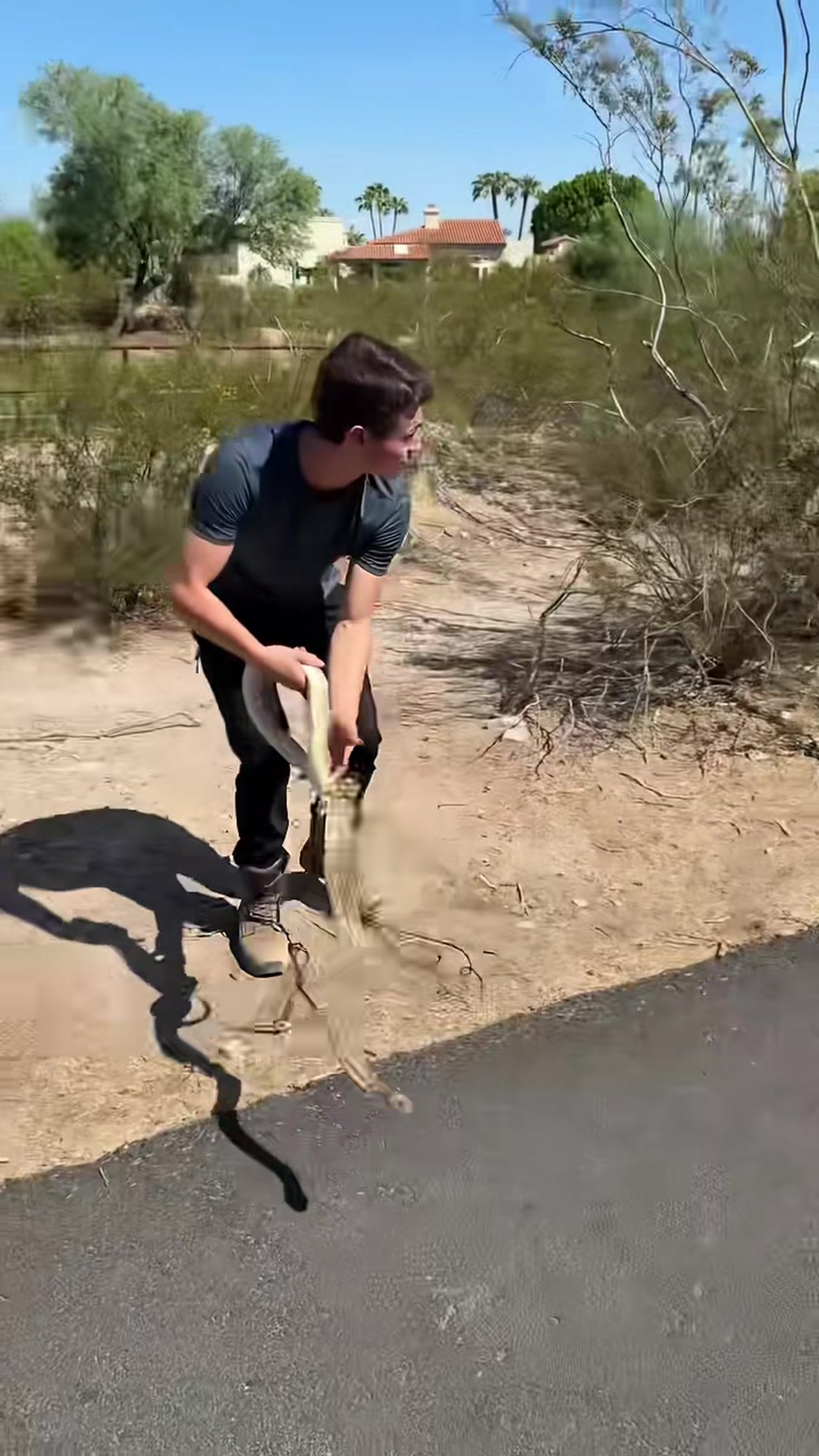 Meet the gopher snake, a harmless and important Arizona native
