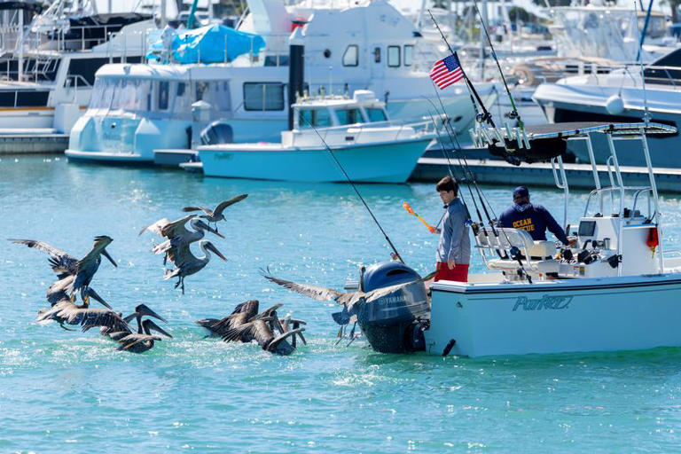 Brown pelicans follow a fishing boat into the harbor at Dana Point, California, US, October 9, 2026. REUTERS/Mike Blake