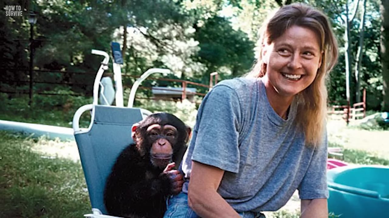 A 14-year-old pet chimp turned violent. The woman helping its owner ...