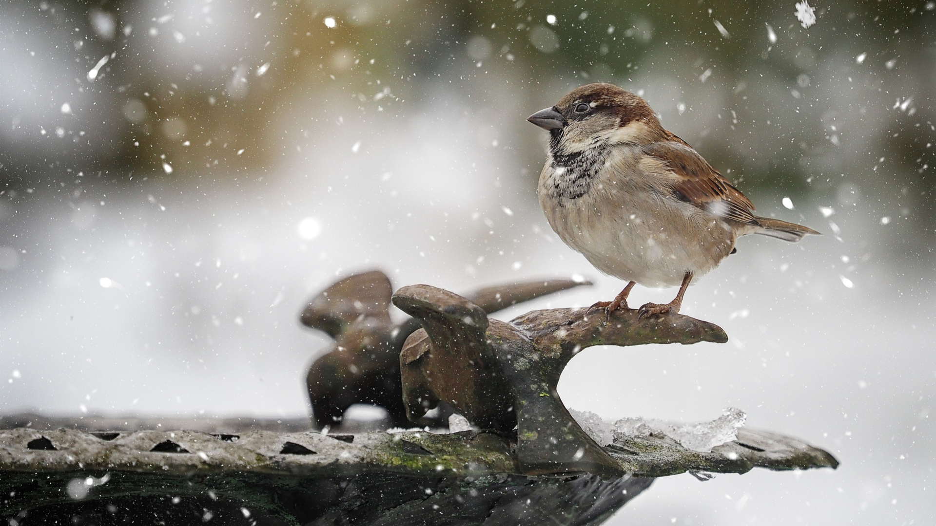 Wildlife experts say this clever gadget will stop your bird bath from ...