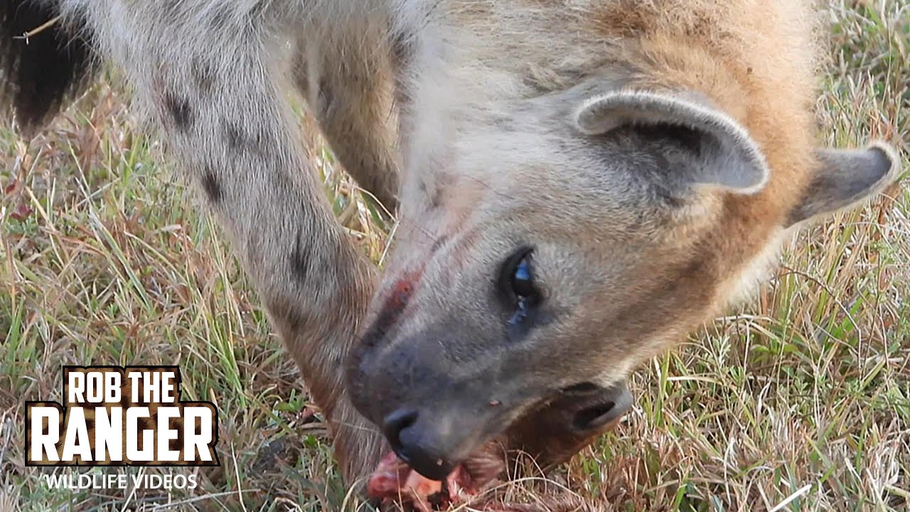 Watch hungry hyenas feed on a helpless baby hartebeest