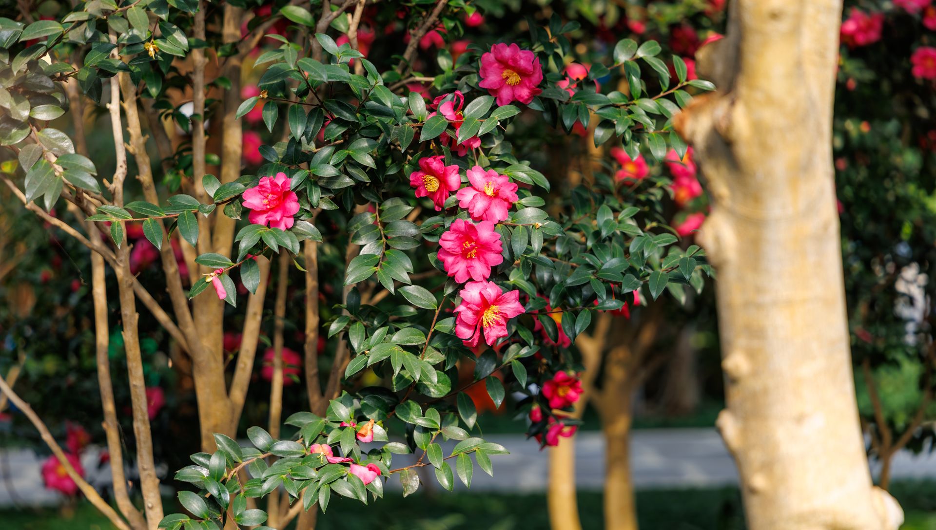 5 fall-flowering trees to plant in October to bring color and fragrance ...