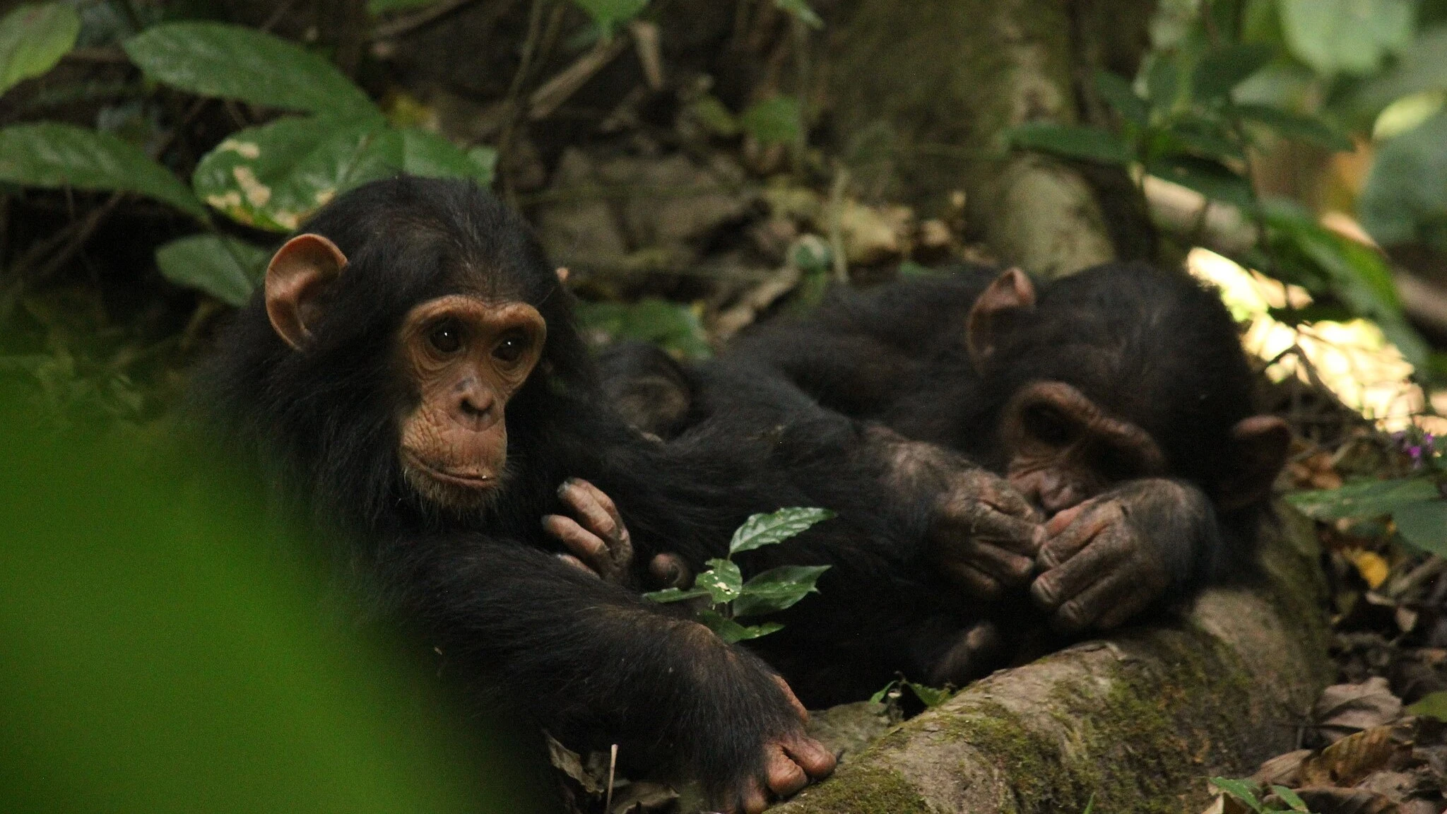 Jungle bloodshed: 28 apes killed as giant Ugandan chimp community wages ...
