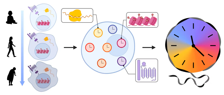 Harvard study finds a single gene extended median lifespan by 14%