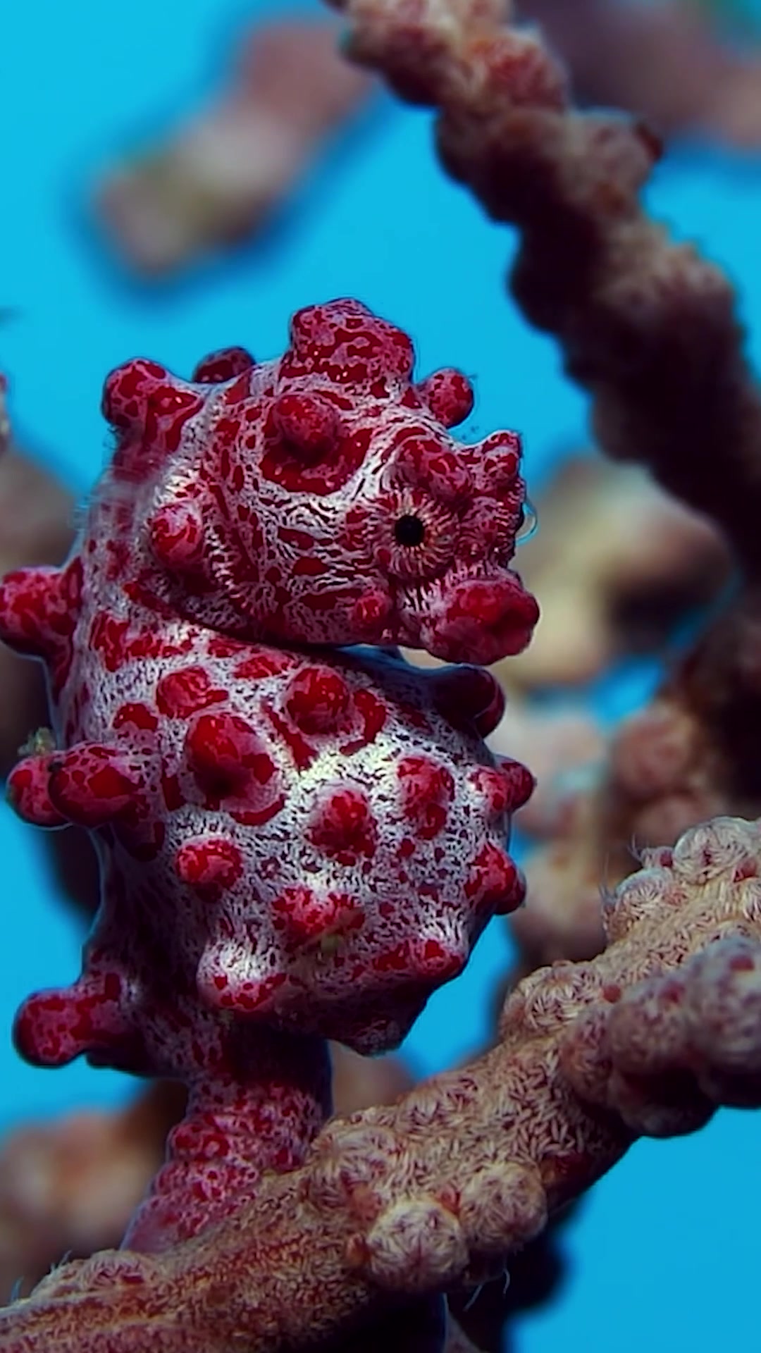 Meet the bizarre ocean life that barely looks real