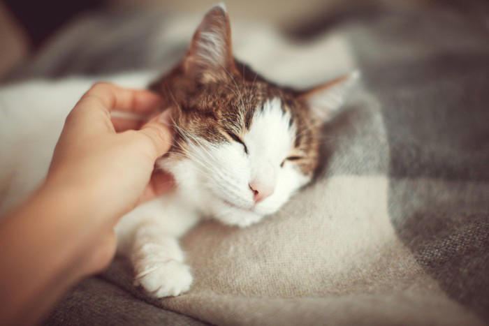 「腎不全は治せる時代へ？」話題の猫用AIM治療をやさしく解説【獣医師執筆】