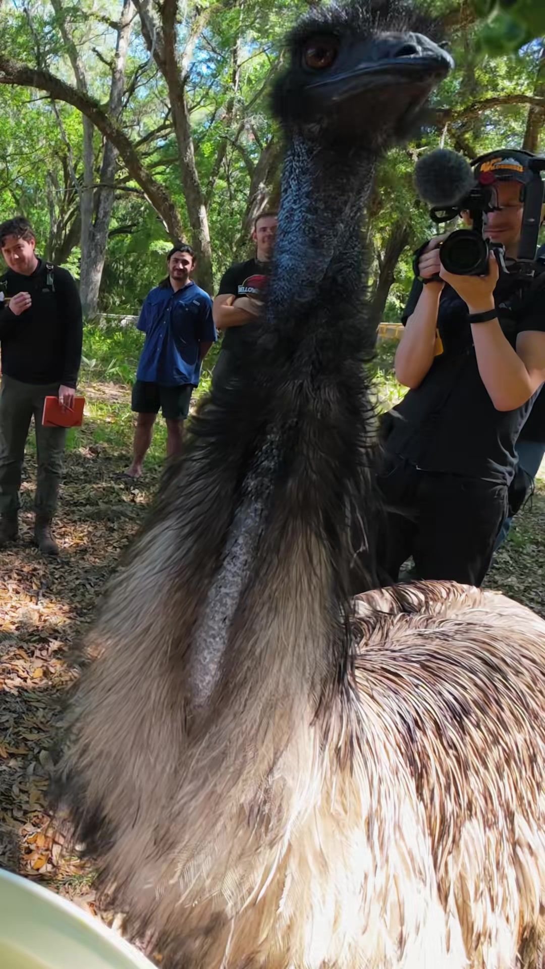 Meet the emu, one of the world’s most dinosaur-like birds