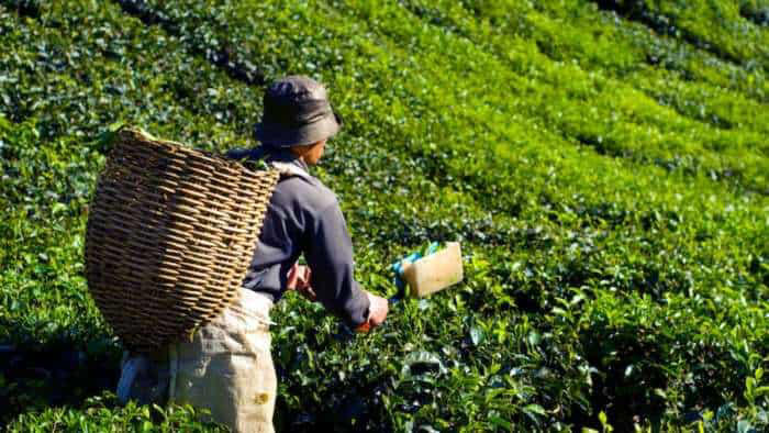 FSSAI proposes pesticide residue limits for tea: What consumers should know