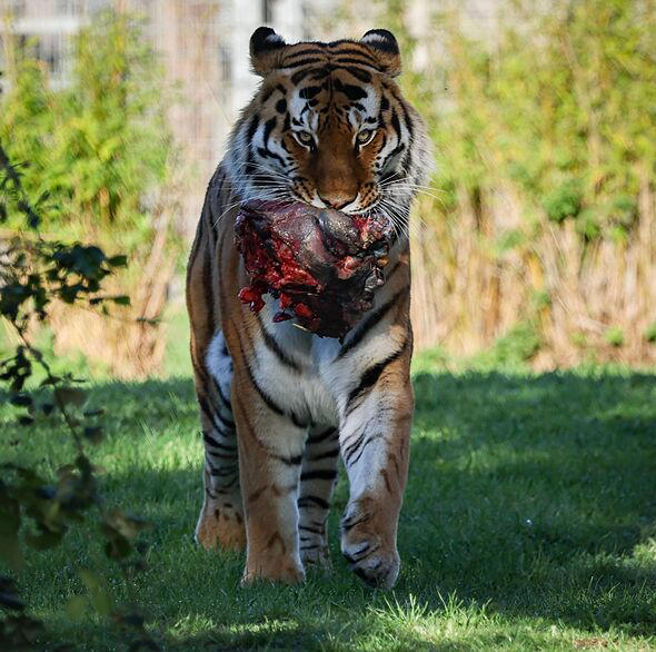 I visited UK zoo after tiger tragedy - I was shocked by something ...