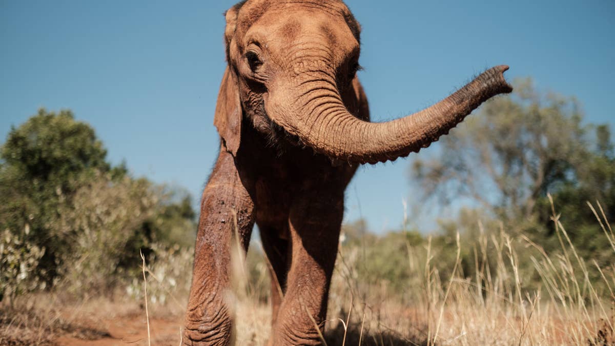 Elmo joins baby elephants in adorable video answering kids' questions ...