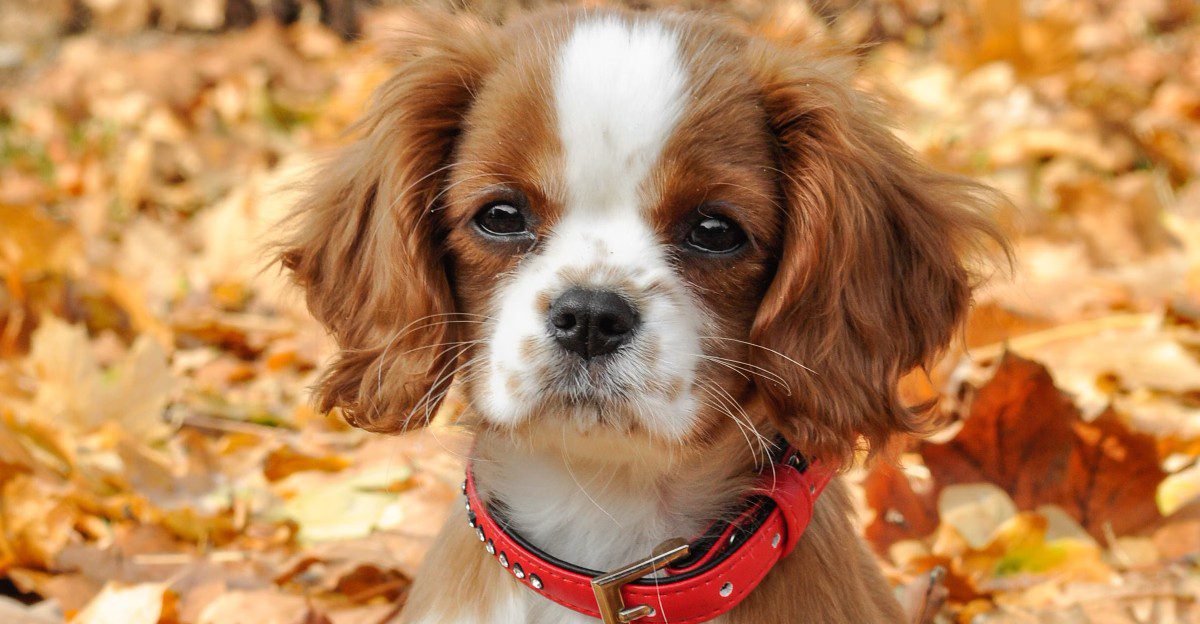 First-time owners tend to fall hard for these 10 easygoing dog breeds