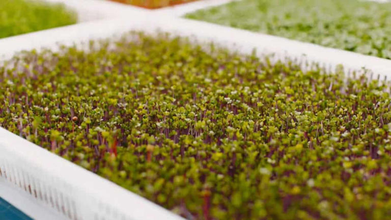 Sprouts or microgreens? Know your greens before your next meal