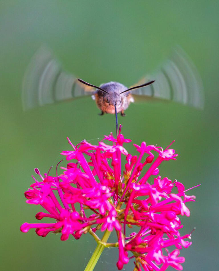 Split-second pictures capture a rare hummingbird hawk-moth in full flight
