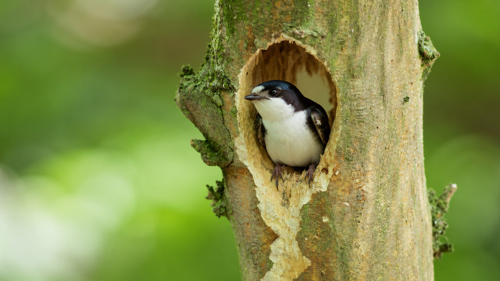 Inside this tree cavity a collared flycatcher finally appeared at the ...