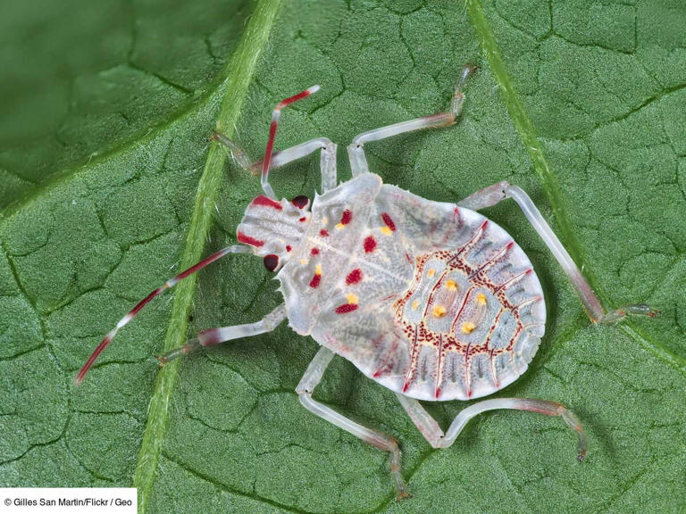Punaise diabolique : pourquoi cet insecte qui empeste envahit-il les ...